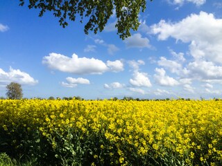 Ostholstein im Mai Rapsblüte