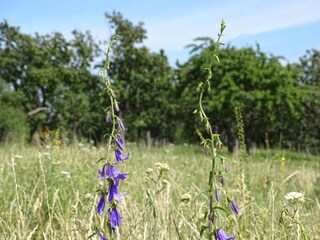 Maison de vacances Wienrode Environnement 35