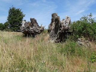 Vakantiehuis Wienrode Omgeving 37