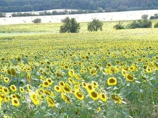 Ferienhaus Wienrode Umgebung 28