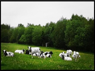 Vakantiehuis Hamoir Omgeving 25