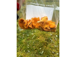 Was die Natur uns bietet.....