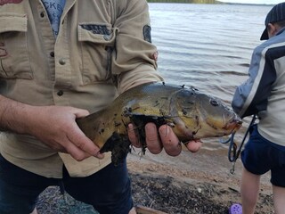 Fresh fish straight from the lake! Splendid!