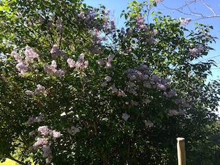 Herrlicher Frühling mit toller Blüte