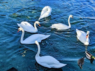 Appartamento Nesso Registrazione all'aperto 16