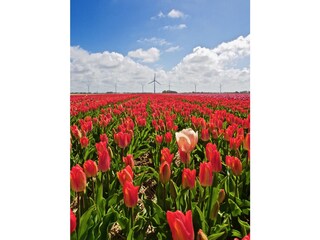 Bungalow Sint Maartenszee Omgeving 20