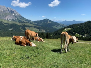 Chalet Mühlbach am Hochkönig Environment 31