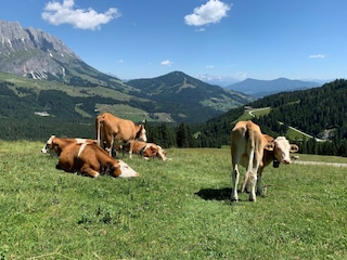 Chalet Mühlbach am Hochkönig Umgebung 27