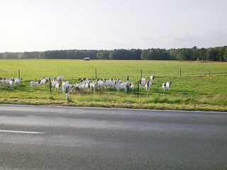 Burenziegen auf dem Darss