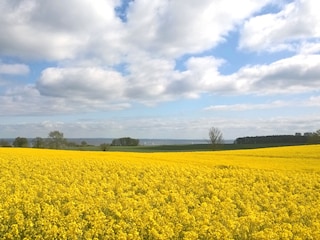 Zauberhafte Rapsblüte