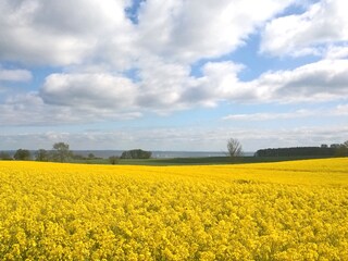 Zauberhafte Rapsblüte