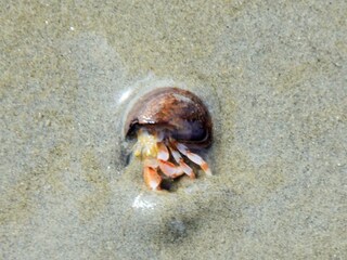 Es gibt im Watt vieles zu entdecken