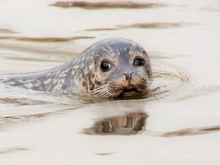 Seehundstation Friedrichskoog