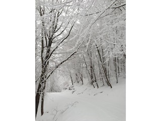 Eichenberg forest trail
