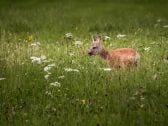 Fewo liegt nahe am Wald. Es kommt zu tollen Begegnungen