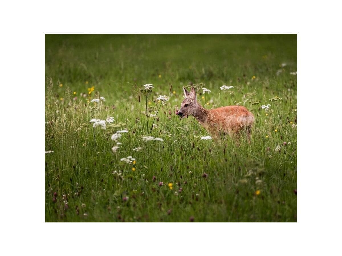 Fewo liegt nahe am Wald. Es kommt zu tollen Begegnungen