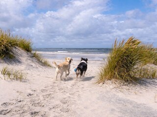 Strand Ameland Buren