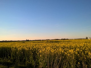 Rapsblüte im April /Mai