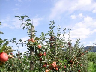 Appartamento per vacanze Zell am Harmersbach Ambiente 29