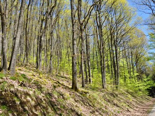 Apartamento de vacaciones Zell am Harmersbach Entorno 32