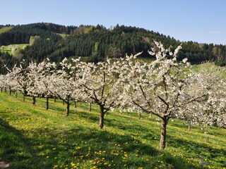 Appartamento per vacanze Zell am Harmersbach Ambiente 33