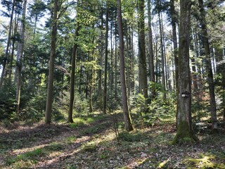 Apartamento de vacaciones Zell am Harmersbach Entorno 35