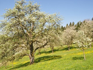 Appartamento per vacanze Zell am Harmersbach Ambiente 36