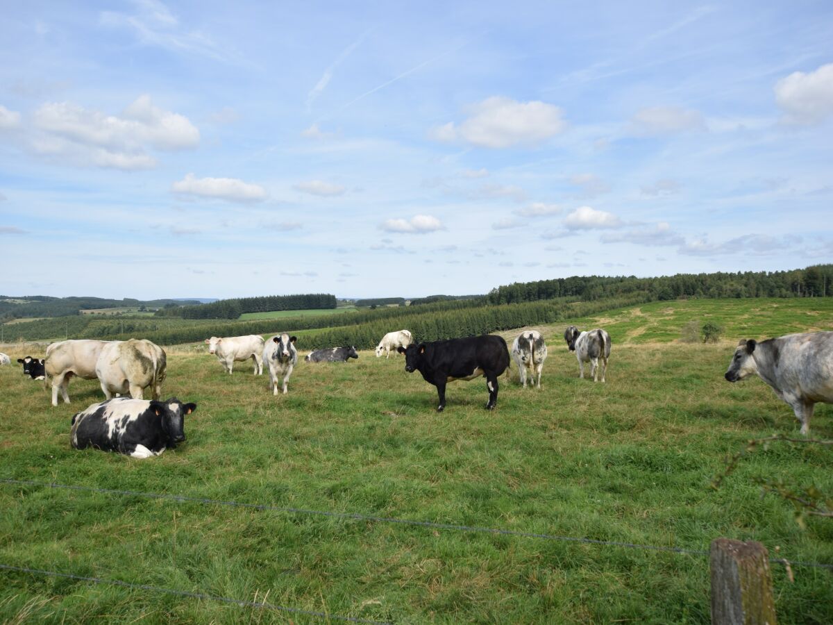 Ferienhaus Marche-en-Famenne Umgebung 29