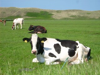 Chalet Callantsoog Ambiente 25