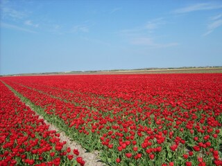 Appartamento per vacanze Callantsoog Ambiente 23