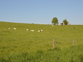 Ferienhaus Somme-Leuze Umgebung 21