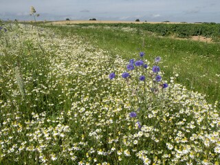 Ferienhaus Somme-Leuze Umgebung 27