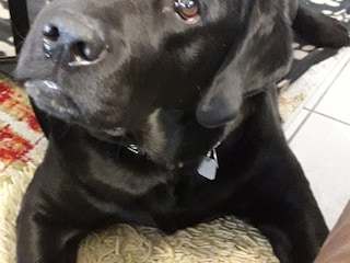 typisch Labrador