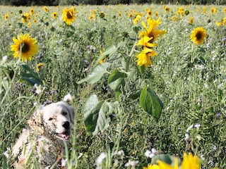 Blick auf anliegendes Sonnenblumenfeld im September