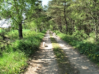 Wanderweg im naheliegenden Waldgebiet