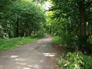 Magnificent forest hiking trails