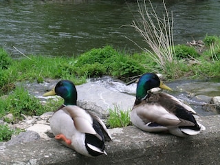 Holiday house La Roche-en-Ardenne  40