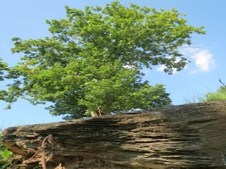 Holiday house La Roche-en-Ardenne Environment 28