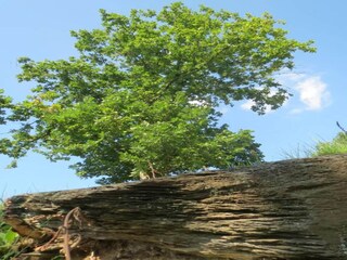 Maison de vacances La Roche-en-Ardenne Environnement 20