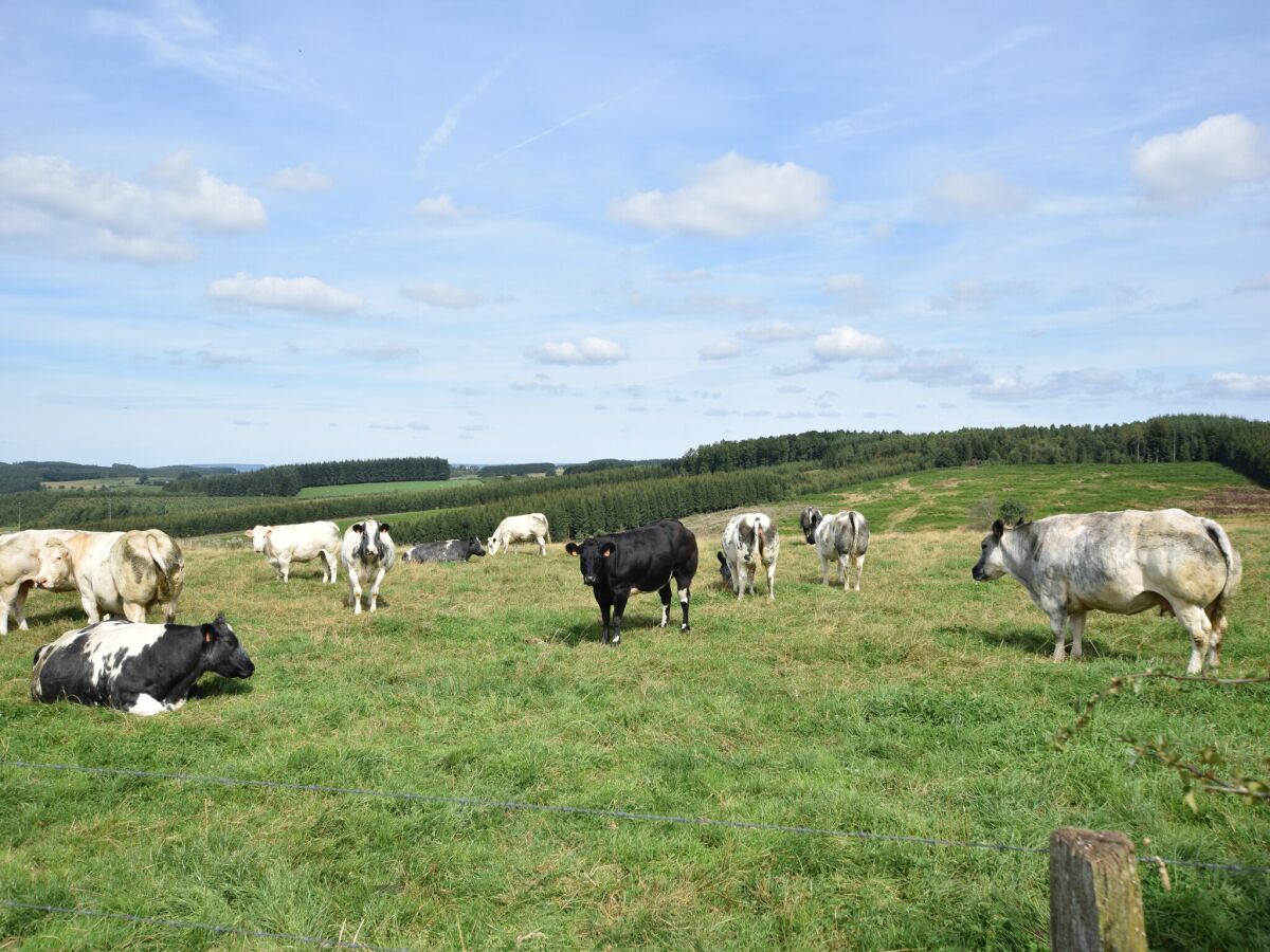 Ferienhaus Houffalize Umgebung 15