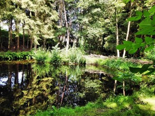 Maison de vacances Houffalize Environnement 29