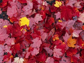 Maison de vacances Durbuy  40