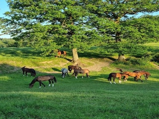 Vakantiehuis Durbuy Omgeving 15