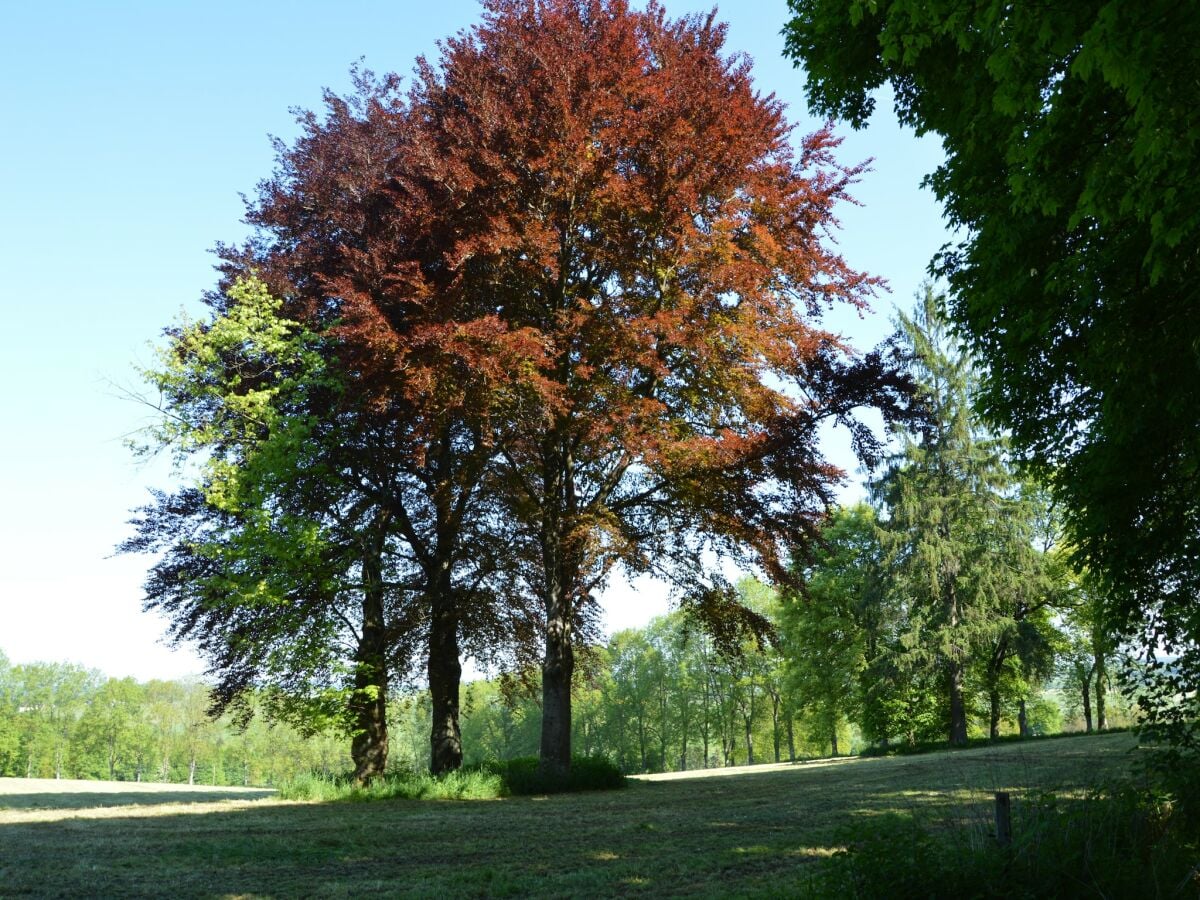 Ferienhaus Barvaux-sur-Ourthe Umgebung 30