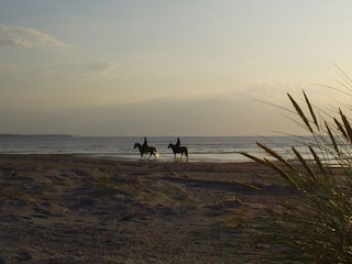 Pferde am Strand