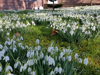 Frühlingserwachen