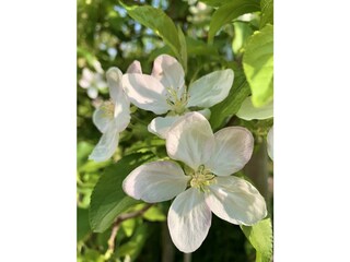 Appartamento per vacanze Lana Registrazione all'aperto 5