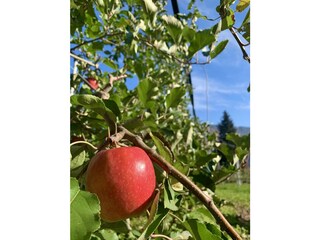 Appartamento per vacanze Lana Registrazione all'aperto 7