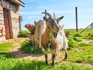 Eine der beiden Hofziegen "Kate"