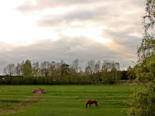 Weide hinter dem Haus